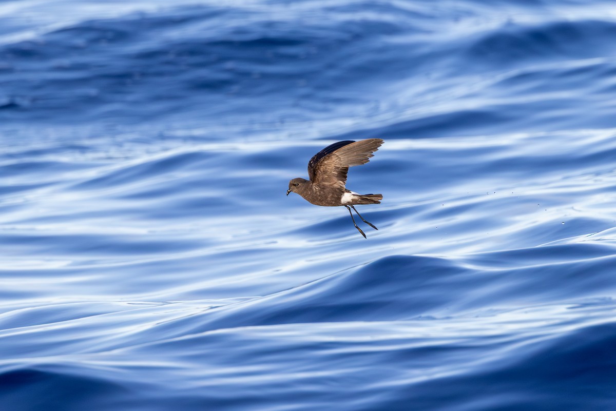 Wilson's Storm-Petrel - ML638309594