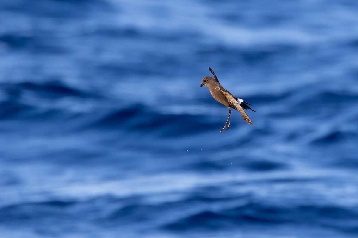Wilson's Storm-Petrel - ML638309595