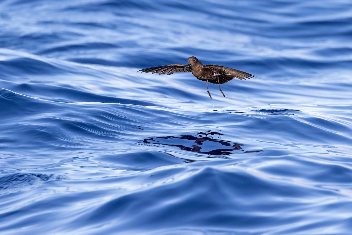 Wilson's Storm-Petrel - ML638309596