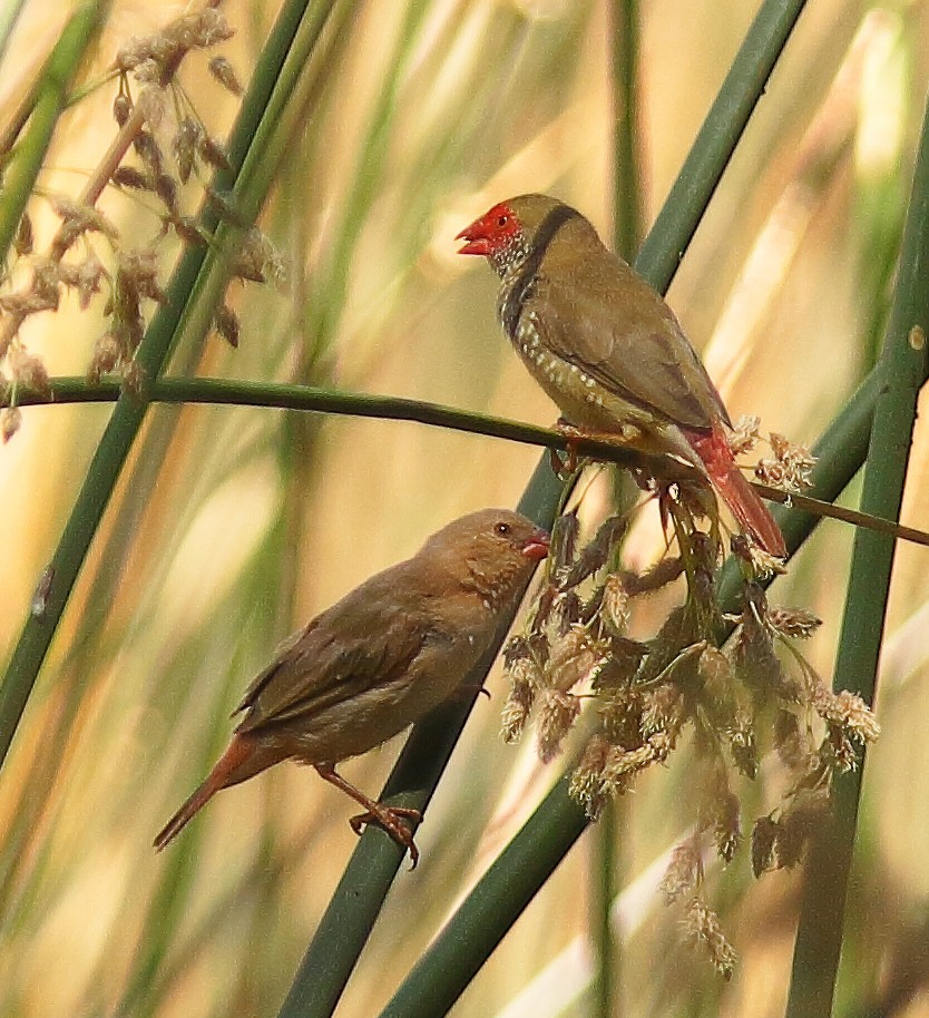 Star Finch - ML638309598