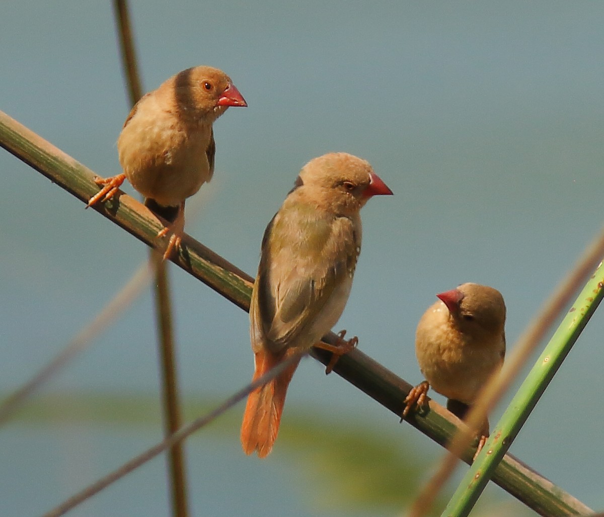Star Finch - ML638309599