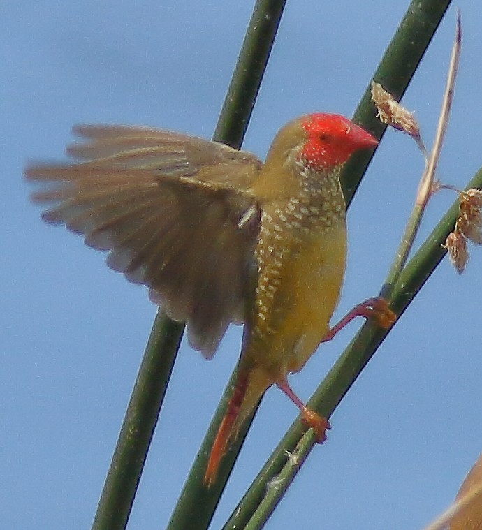Star Finch - ML638309600