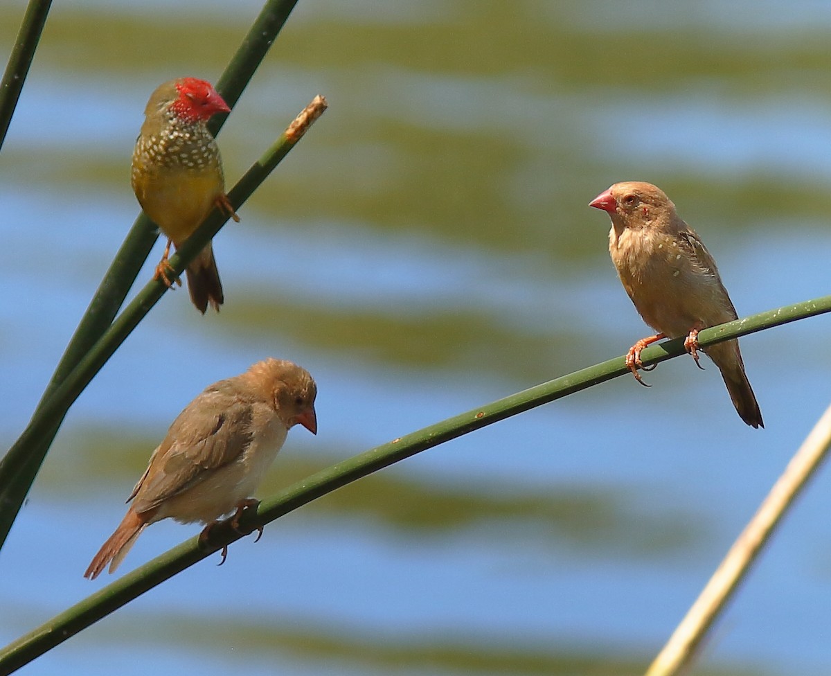 Star Finch - ML638309602