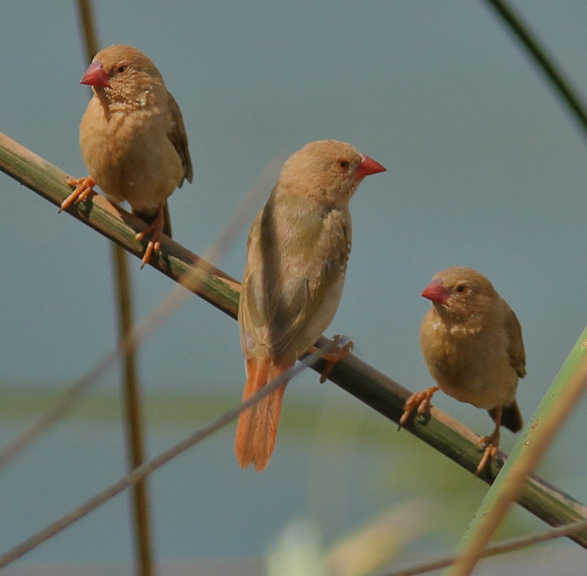 Star Finch - ML638309603