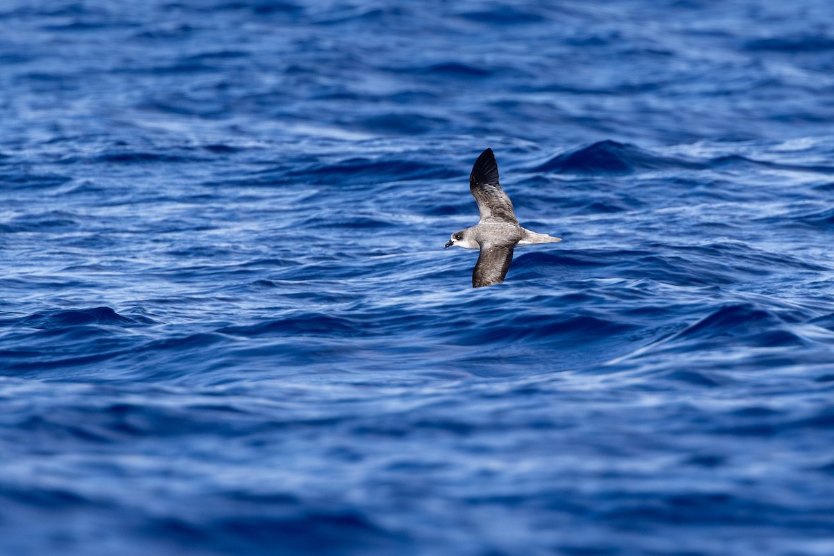 Fea's Petrel (Desertas) - ML638309607
