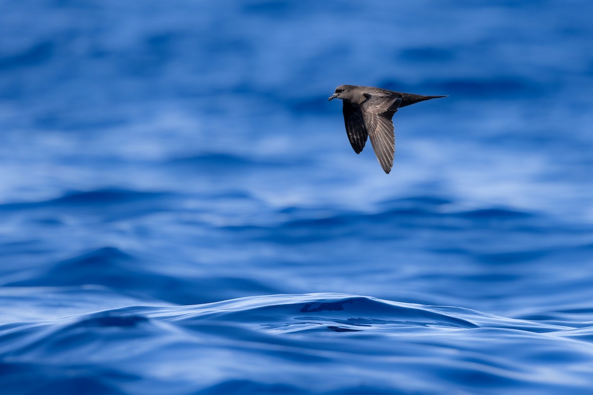Bulwer's Petrel - ML638309608