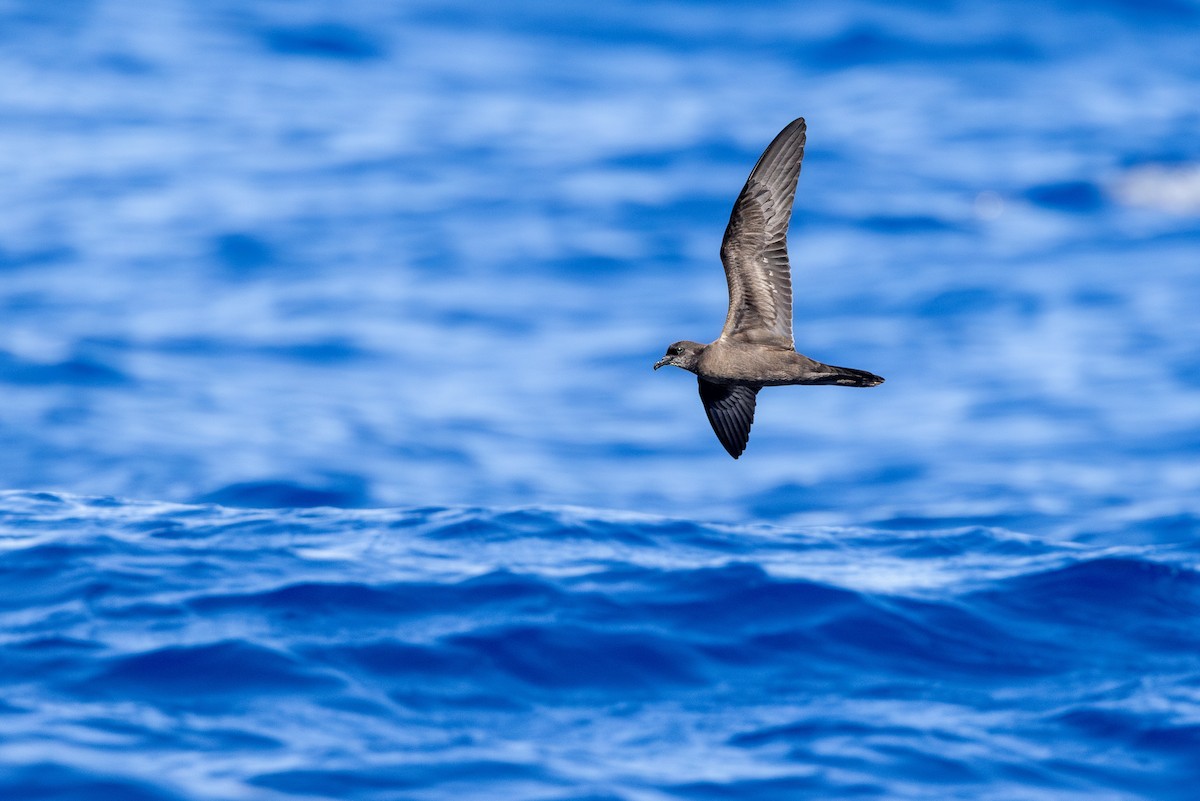 Bulwer's Petrel - ML638309609