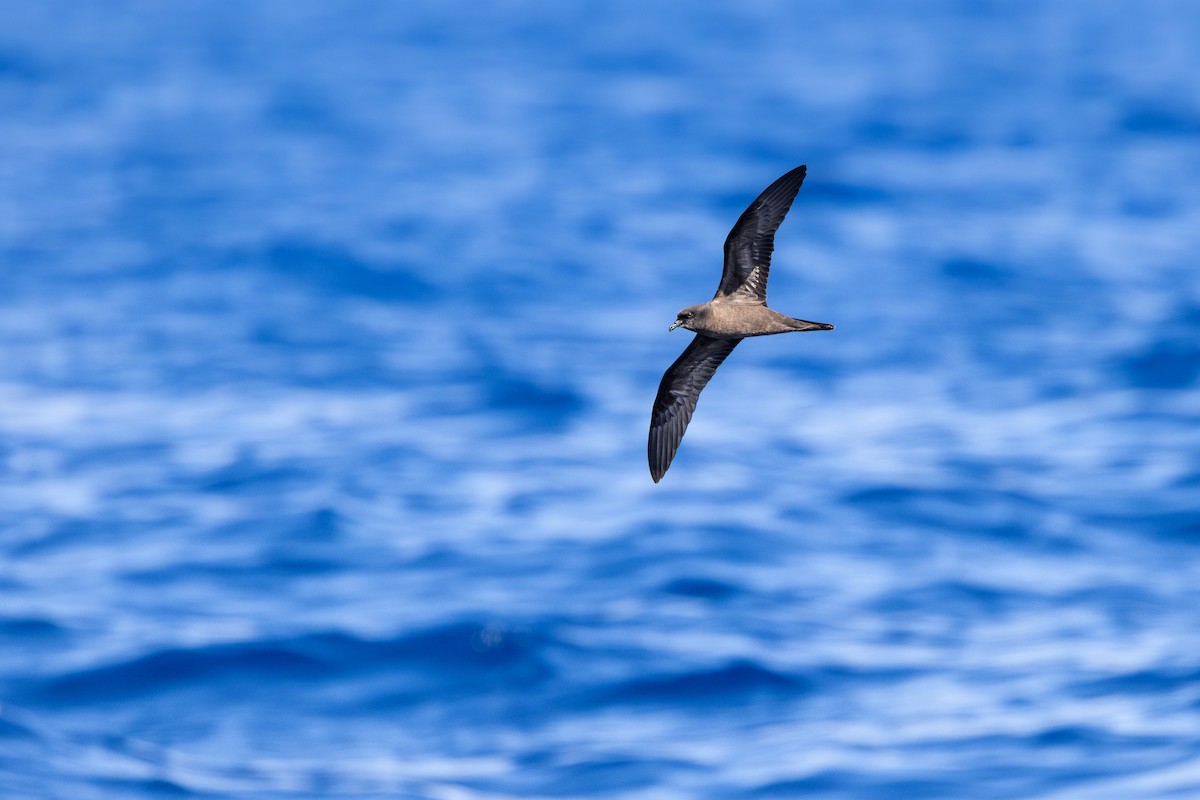 Bulwer's Petrel - ML638309610
