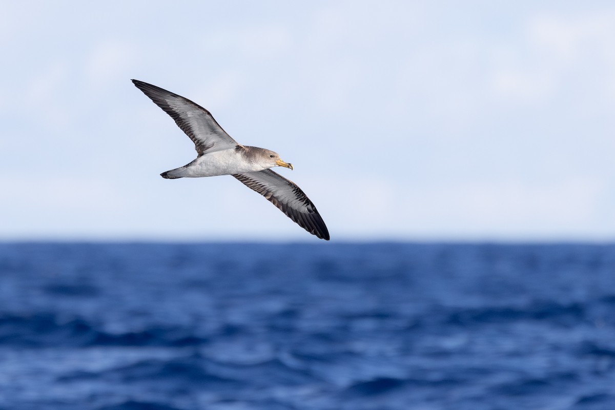 Cory's Shearwater - ML638309612