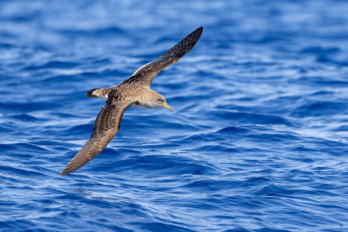 Cory's Shearwater - ML638309613