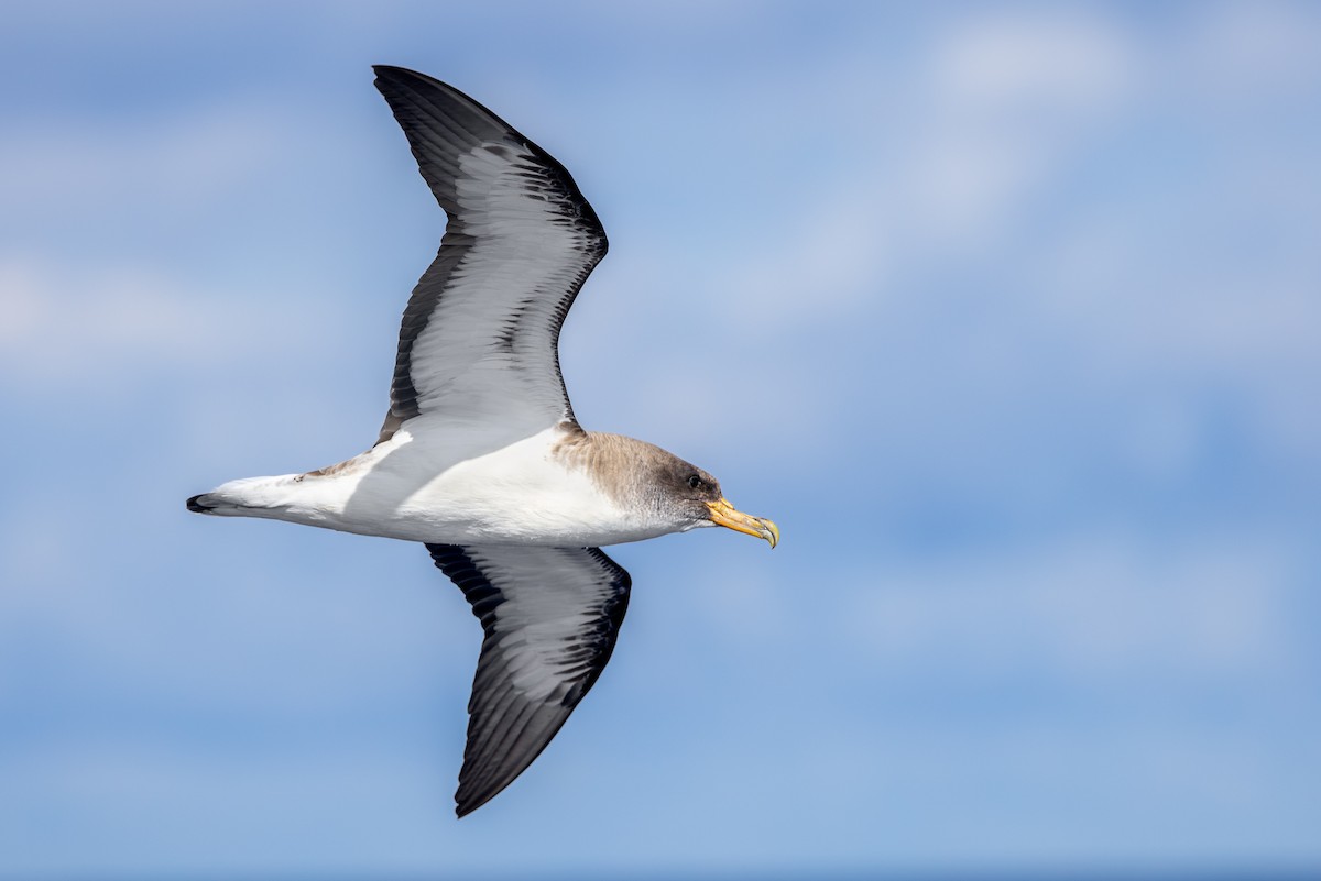 Cory's Shearwater - ML638309614