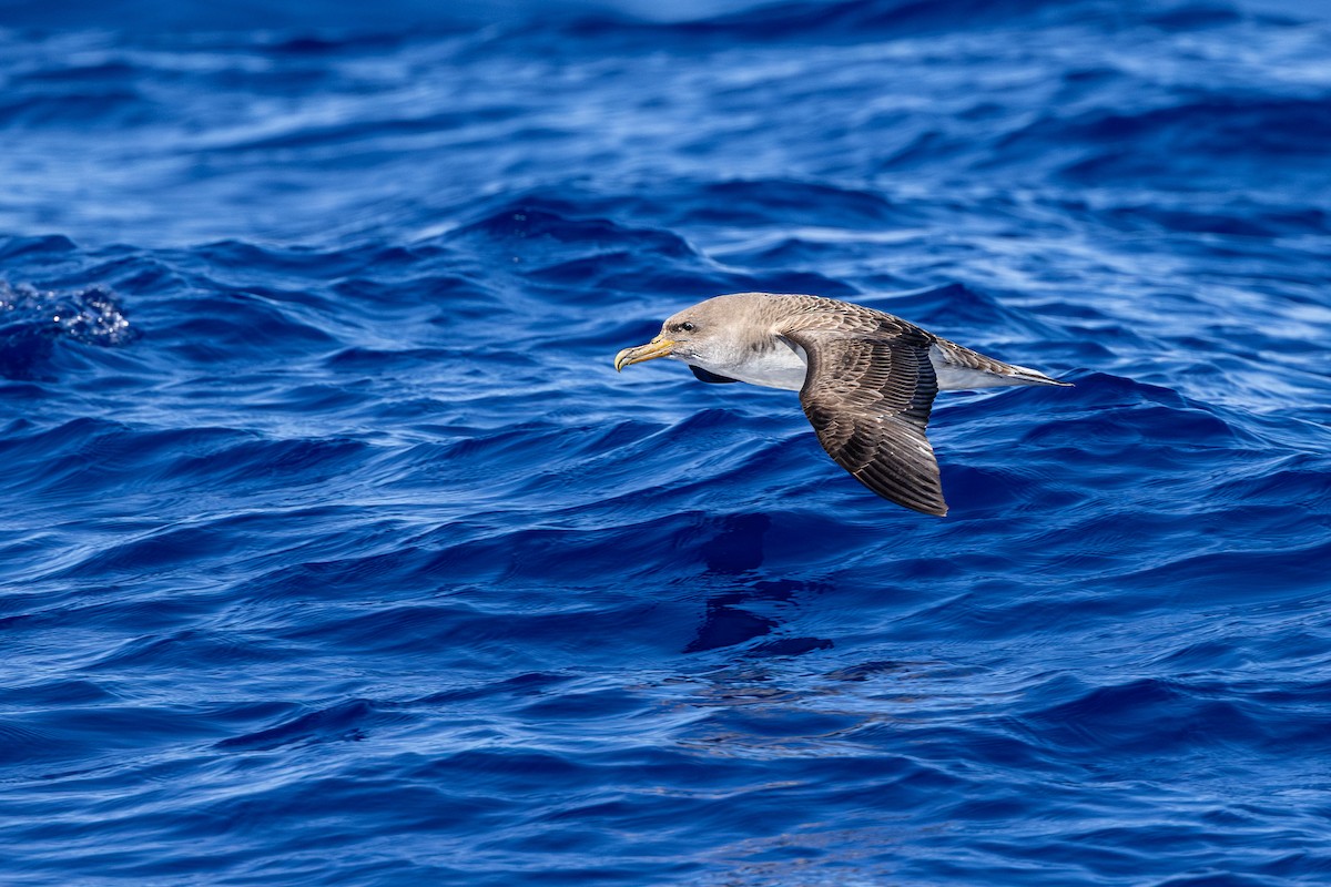 Cory's Shearwater - ML638309615