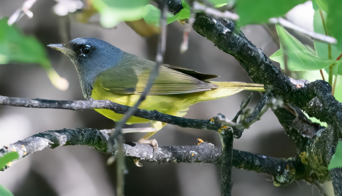 MacGillivray's Warbler - ML638309620