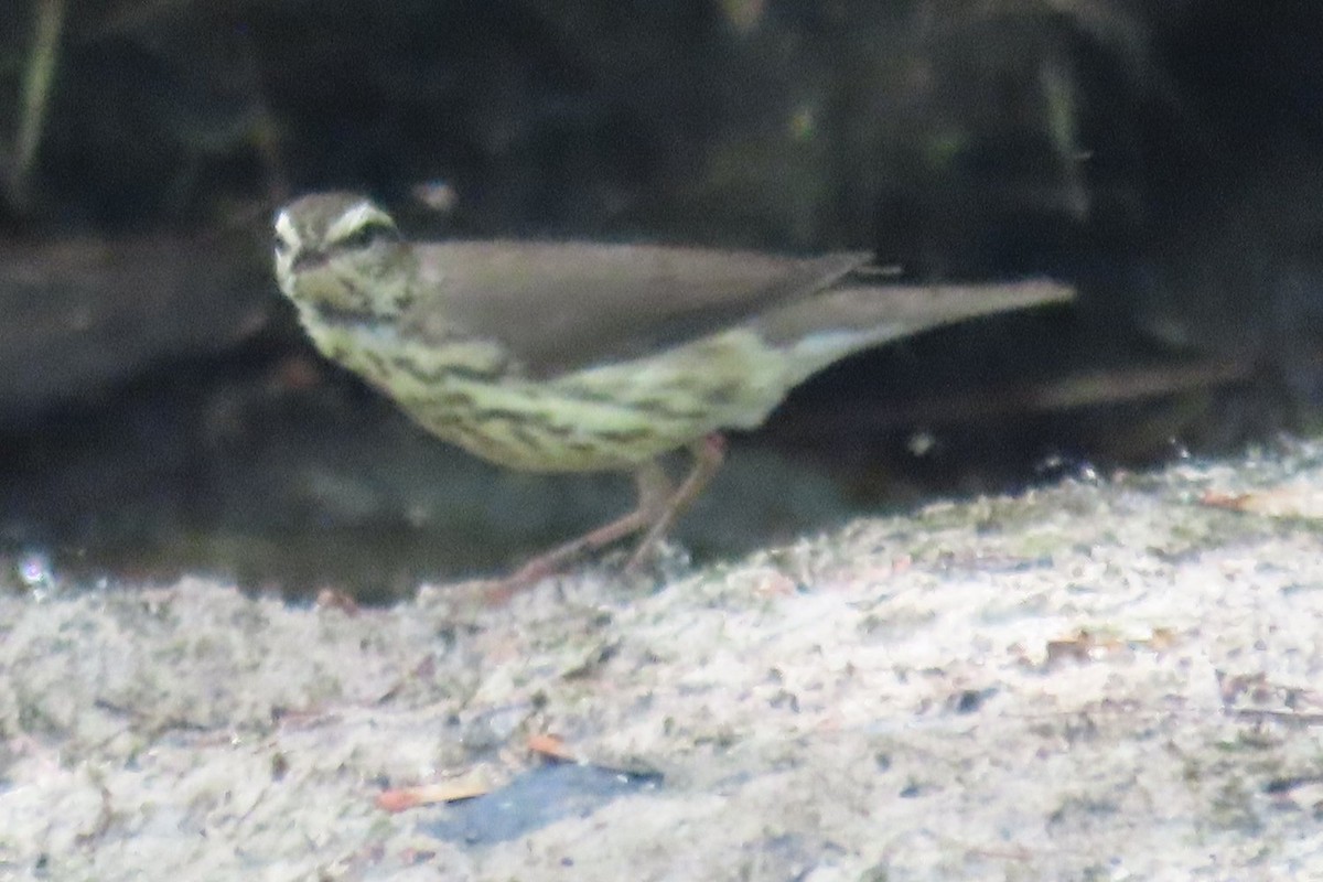 Northern Waterthrush - ML638309623
