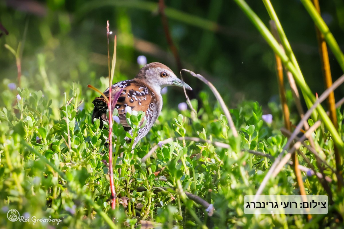 Baillon's Crake - ML638309626