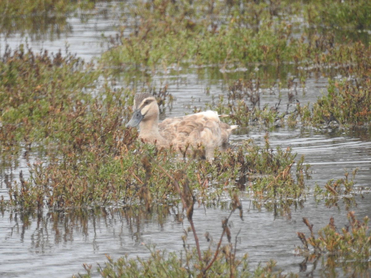 Mallard x Pacific Black Duck (hybrid) - ML638309627