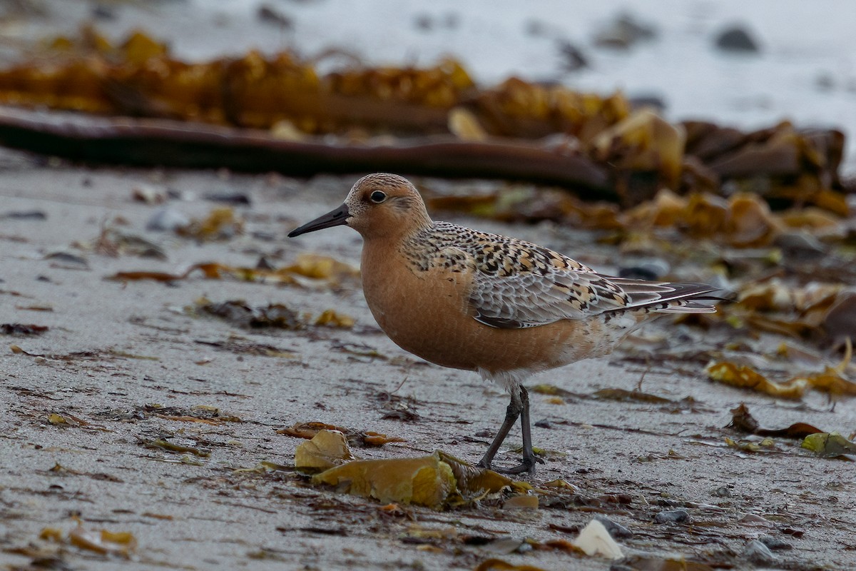 Red Knot - ML638309629