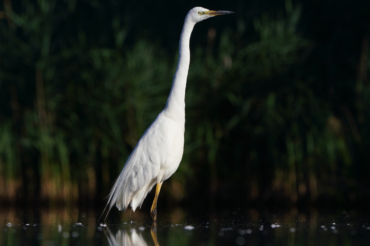 Great Egret - ML638309632
