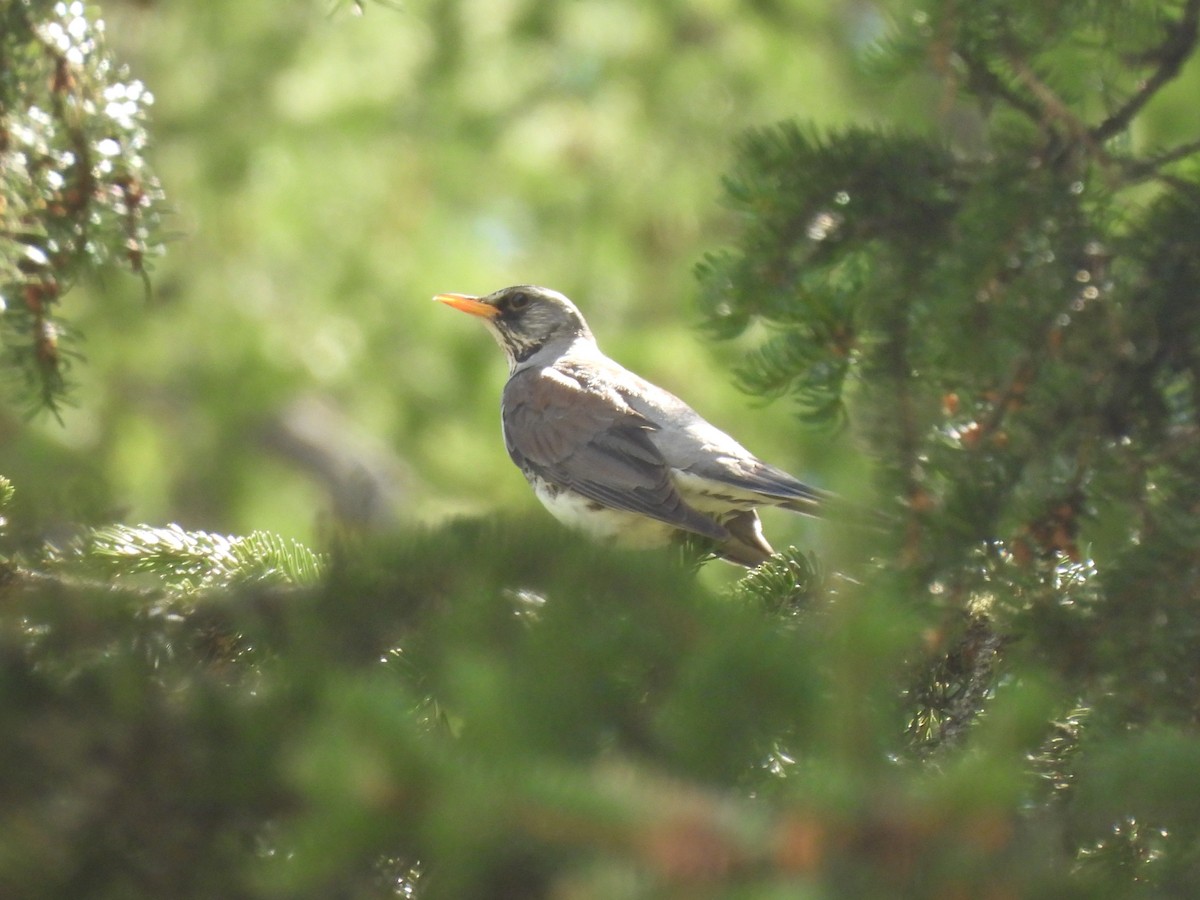 Fieldfare - ML638309636