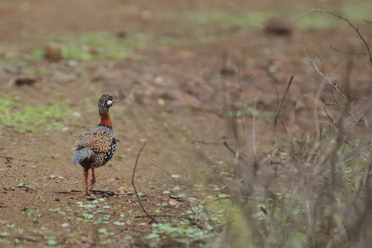 Black Francolin - ML638309637