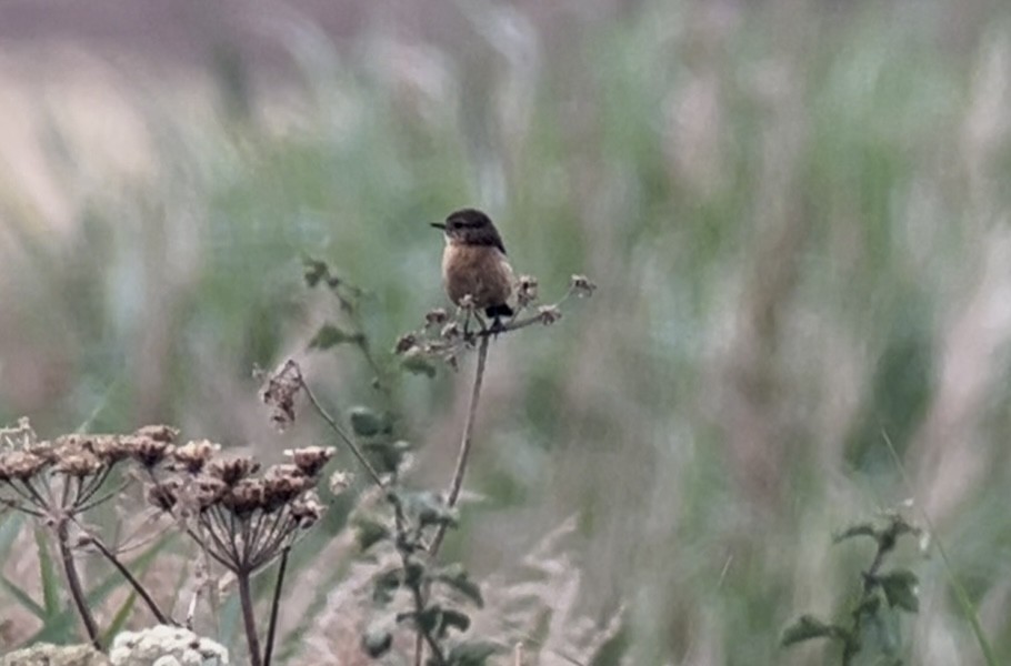 European Stonechat - ML638309639