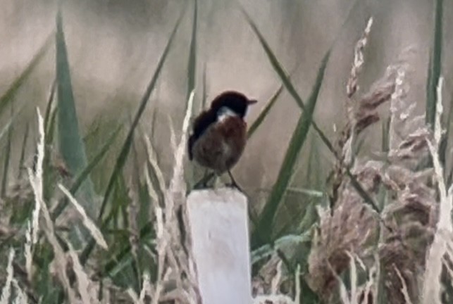 European Stonechat - ML638309640