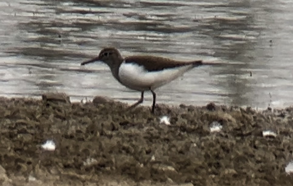 Common Sandpiper - ML638309641