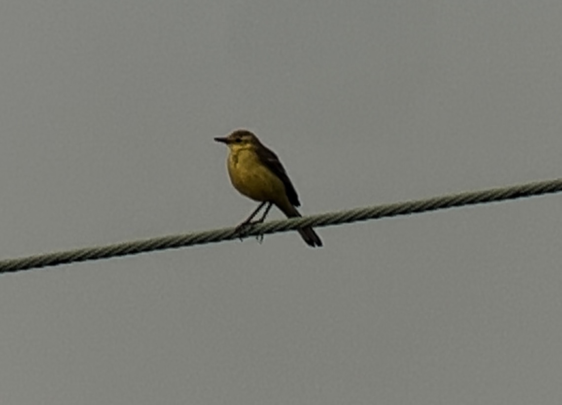 Western Yellow Wagtail (flavissima) - ML638309642