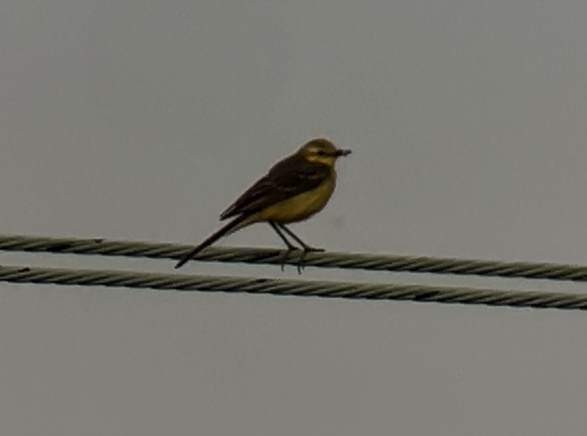 Western Yellow Wagtail (flavissima) - ML638309643