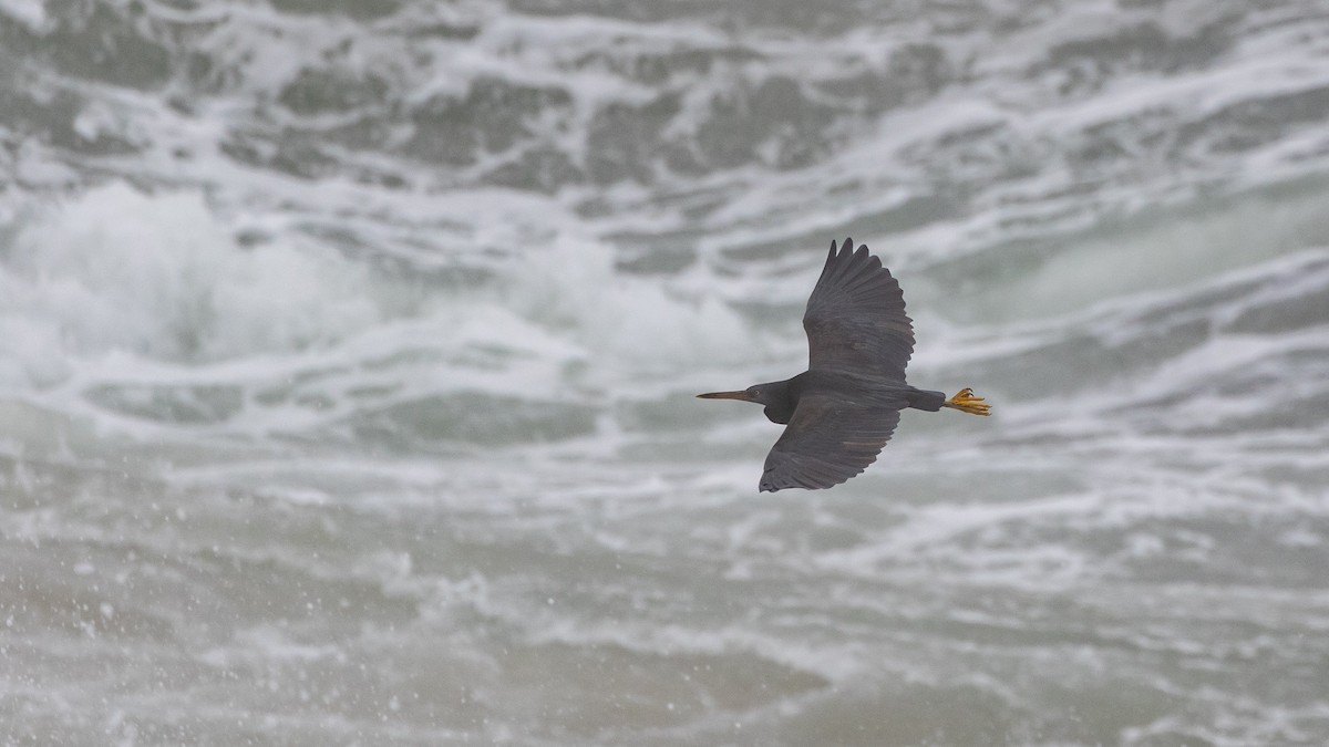 Pacific Reef-Heron - ML638309647