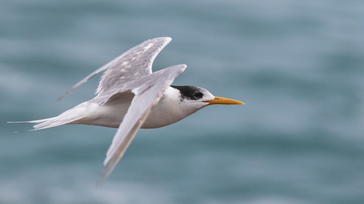 Great Crested Tern - ML638309649