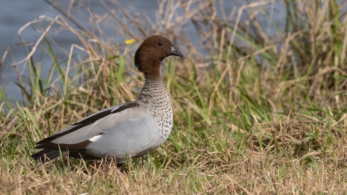Maned Duck - ML638309653