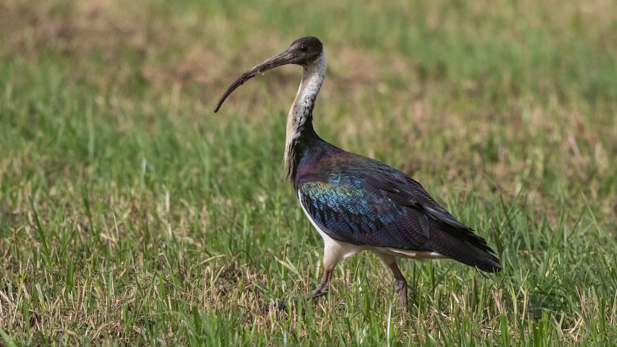 Straw-necked Ibis - ML638309654