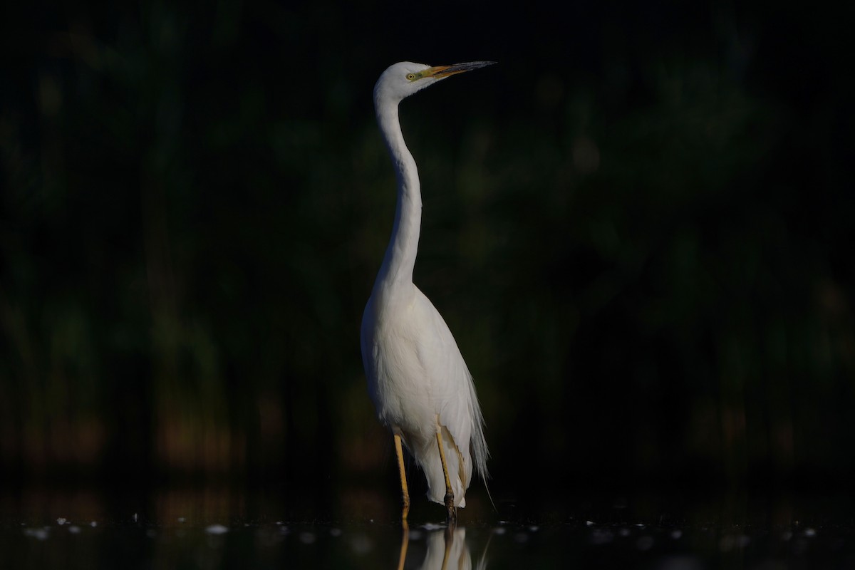 Great Egret - ML638309656