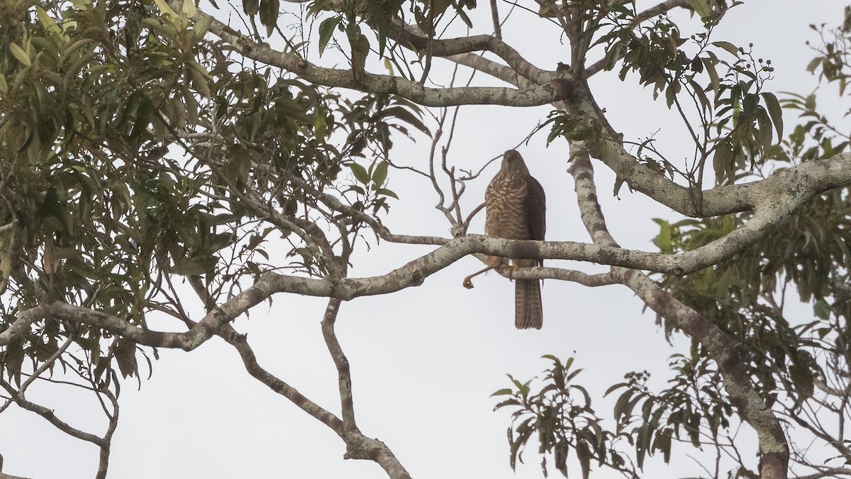 Collared Sparrowhawk - ML638309657