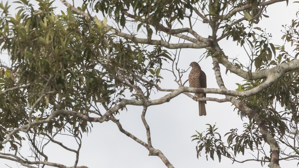 Collared Sparrowhawk - ML638309658