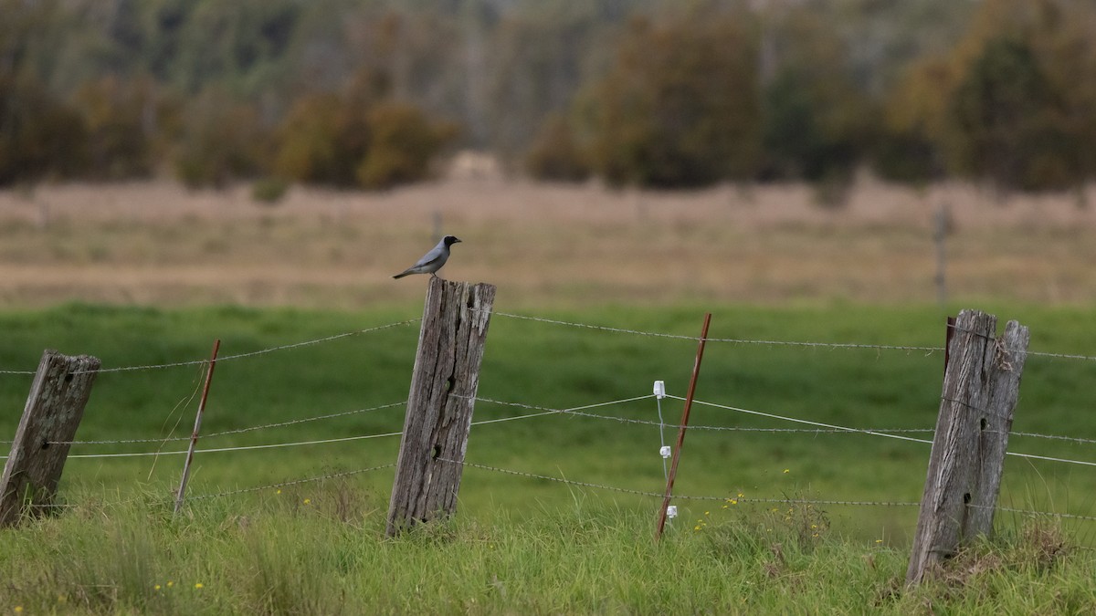 Black-faced Cuckooshrike - ML638309659
