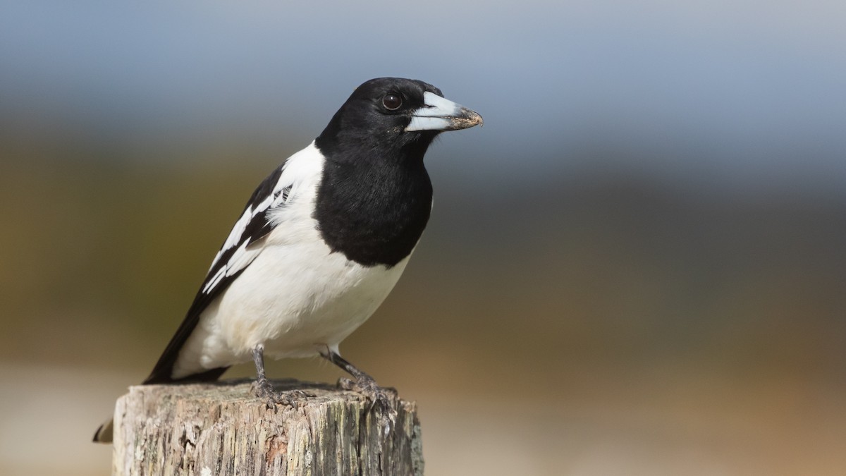 Pied Butcherbird - ML638309661