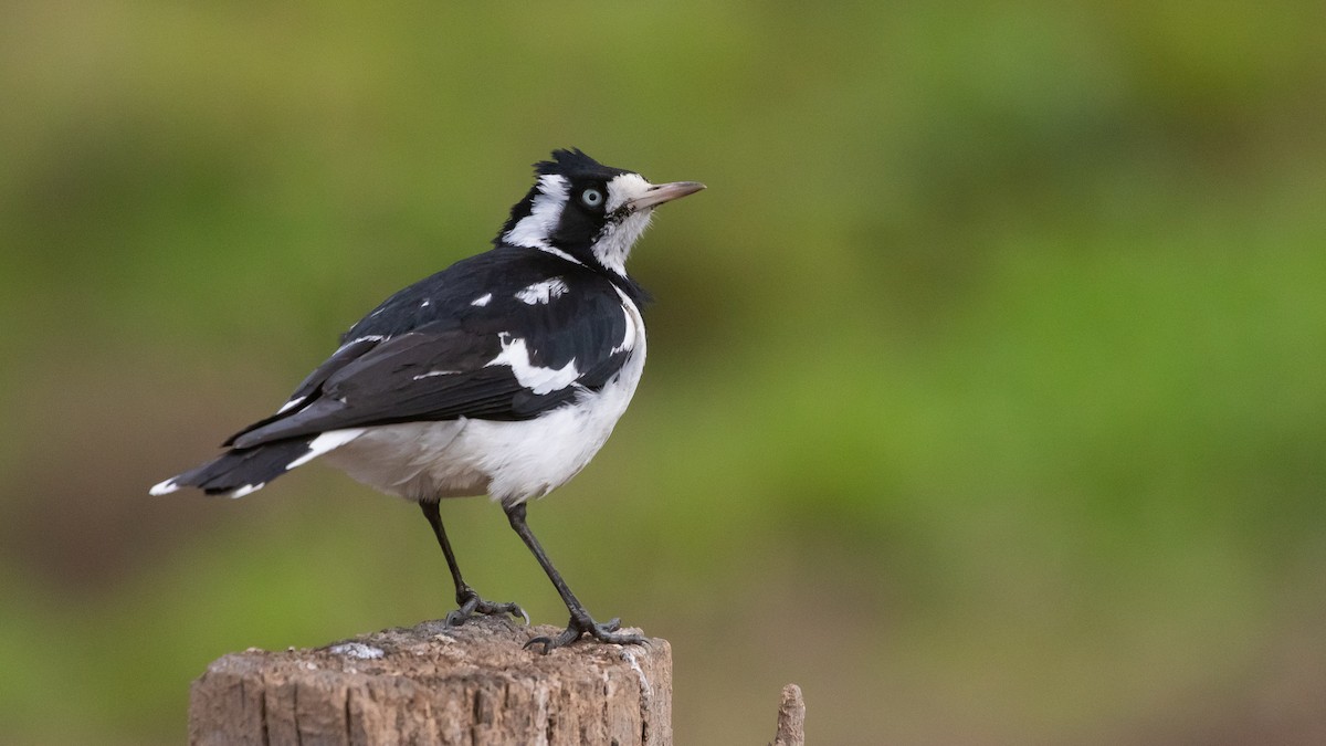 Magpie-lark - ML638309662