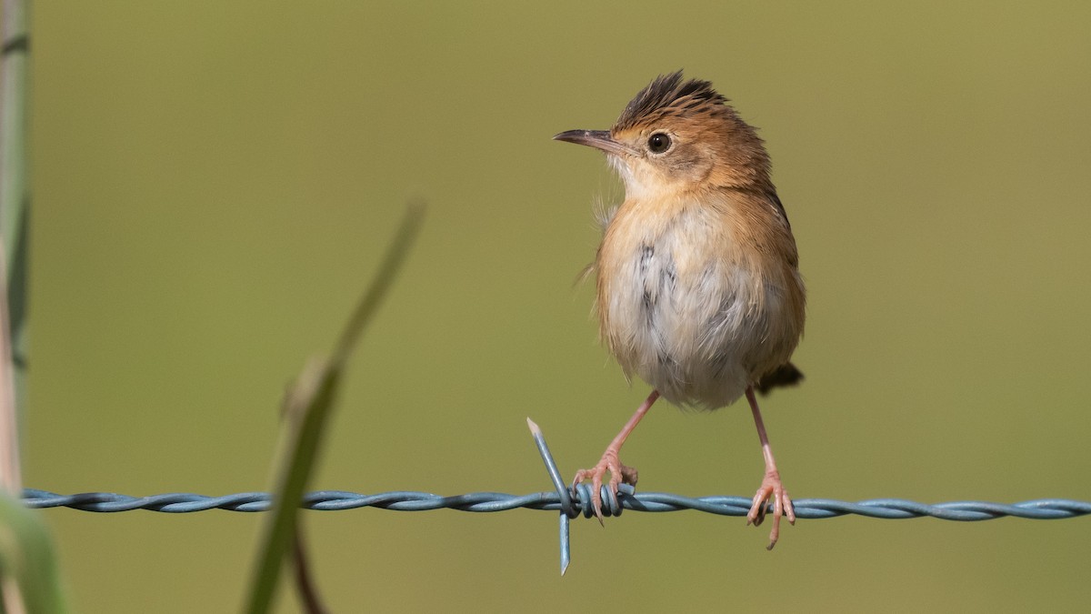 Golden-headed Cisticola - ML638309666
