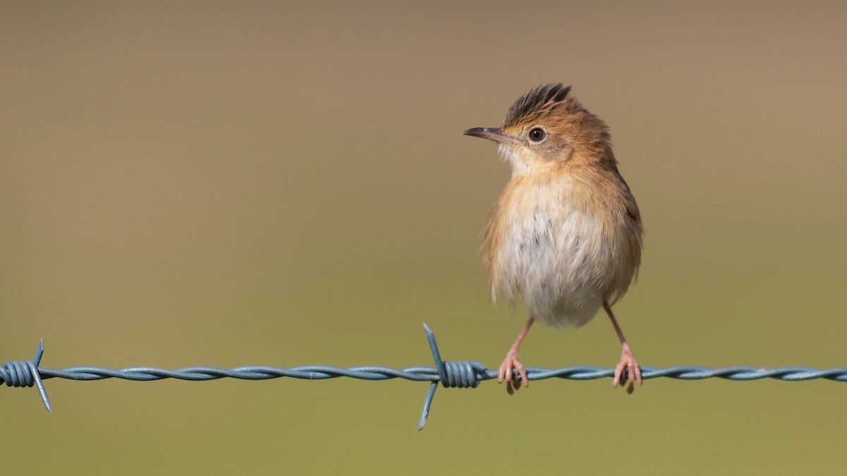 Golden-headed Cisticola - ML638309667
