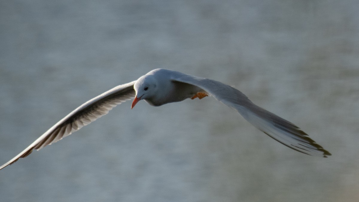 Slender-billed Gull - ML638309668