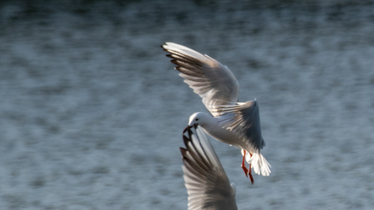 Slender-billed Gull - ML638309670