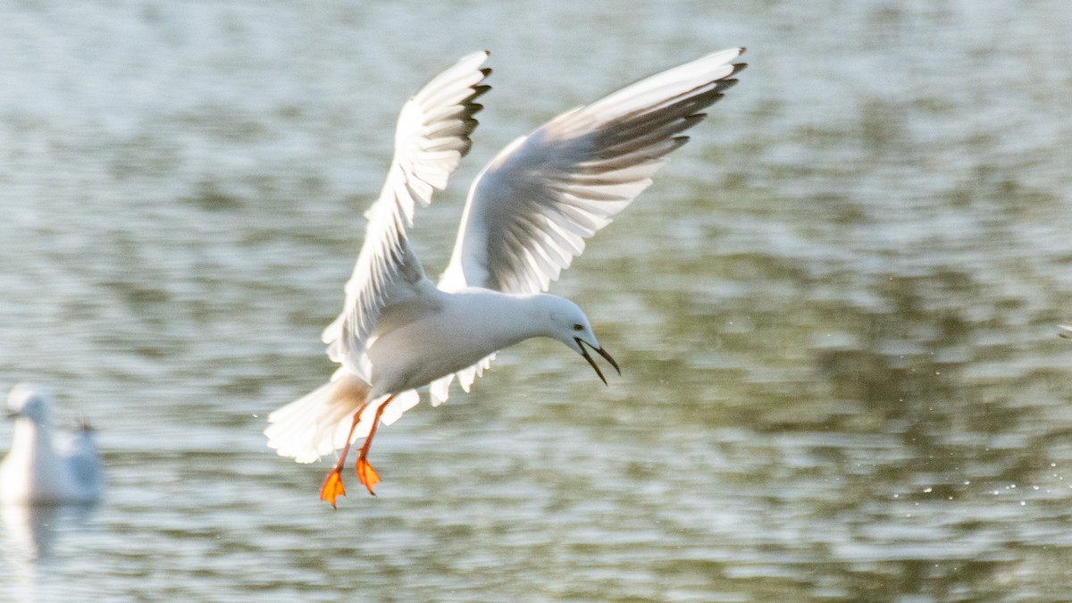 Slender-billed Gull - ML638309671