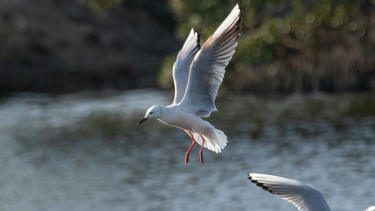 Slender-billed Gull - ML638309672