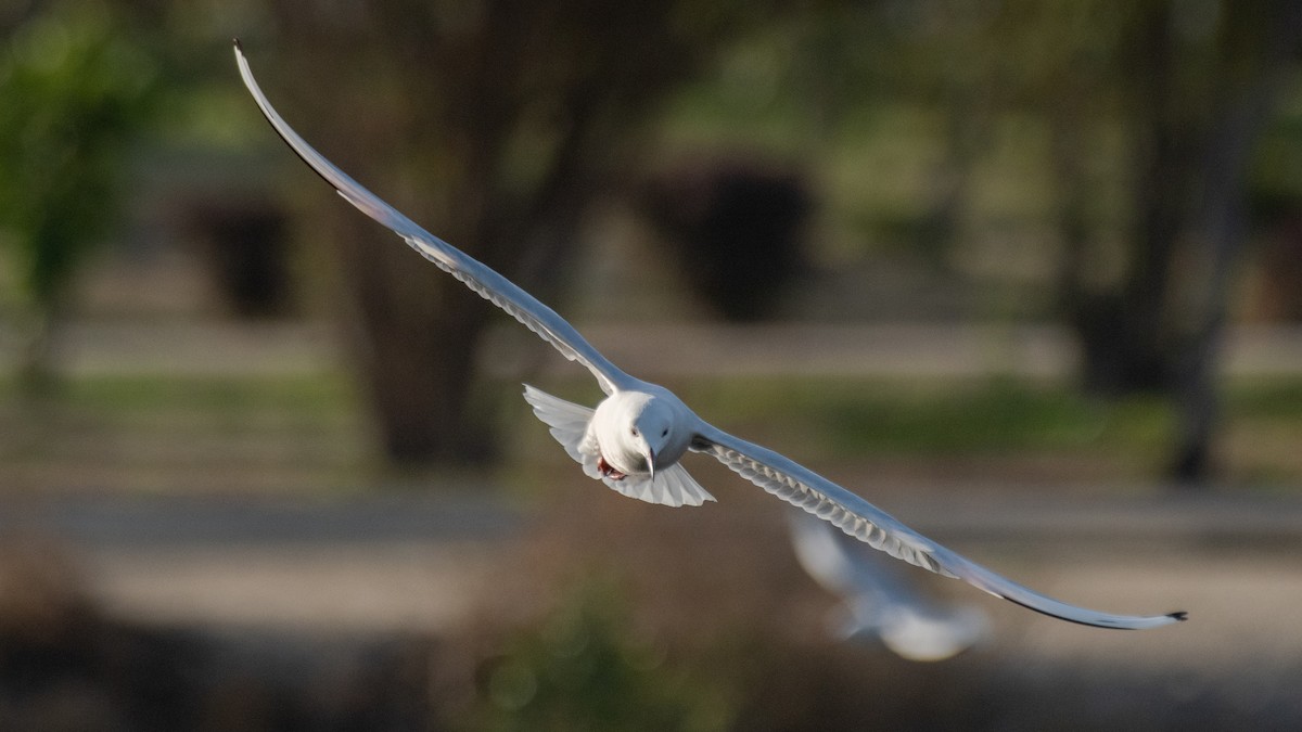 Slender-billed Gull - ML638309673