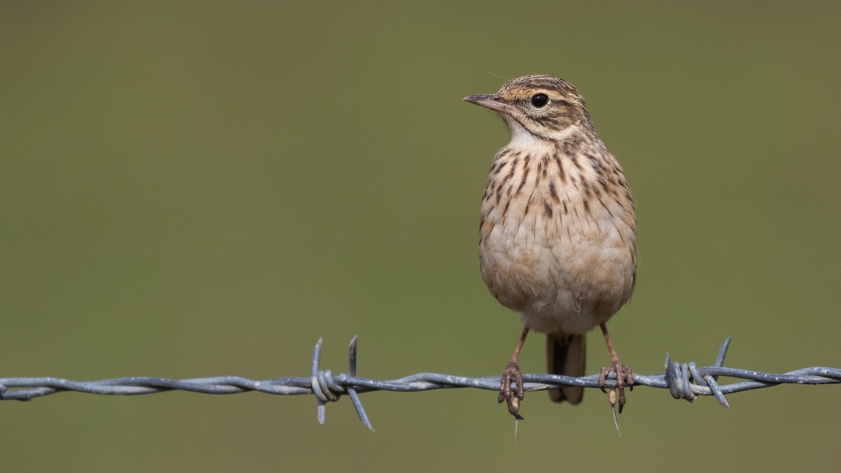 Australian Pipit - ML638309683