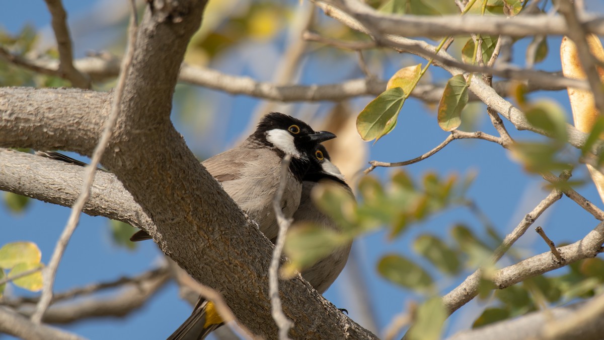 White-eared Bulbul - ML638309689