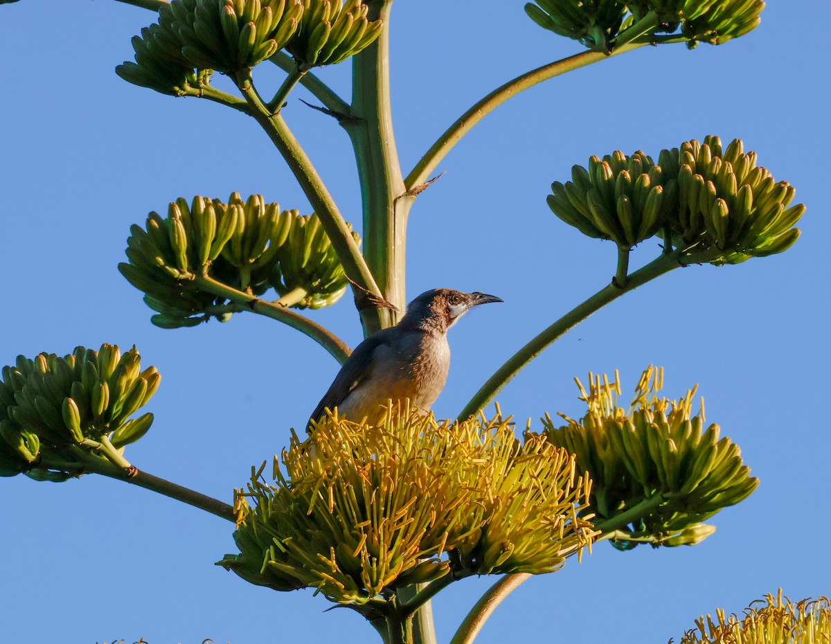 Little Friarbird - ML638309694