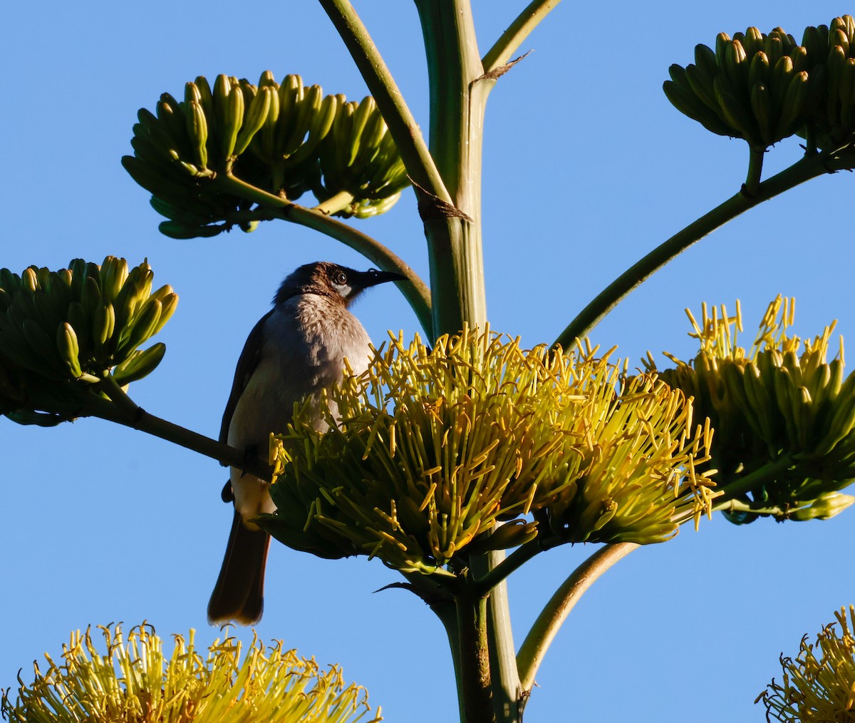 Little Friarbird - ML638309697